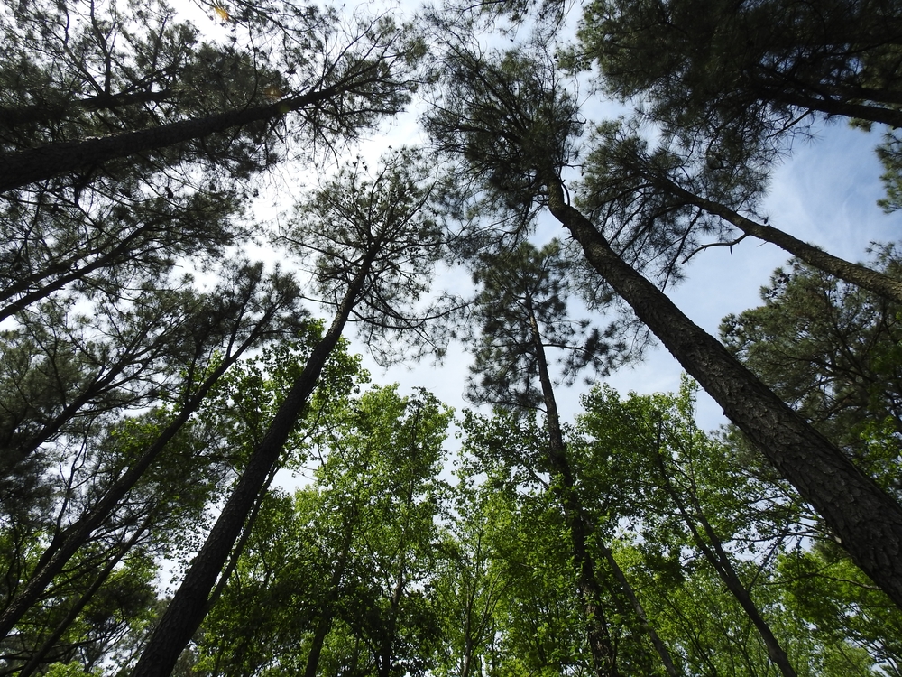 Samuel R. McKelvie National Forest near Valentine Nebraska with trails riding areas and camping